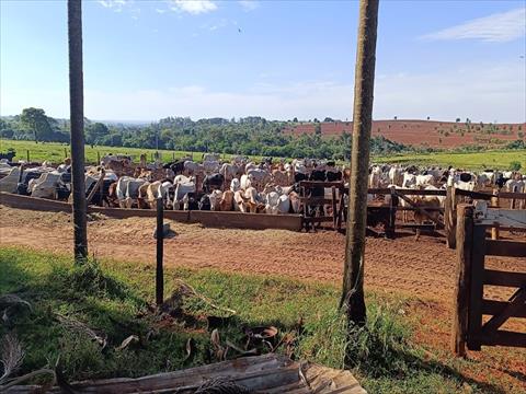 Fazenda para venda no Area Rural de Umuarama em Umuarama com 2.613.600m² por R$ 18.360.000,00