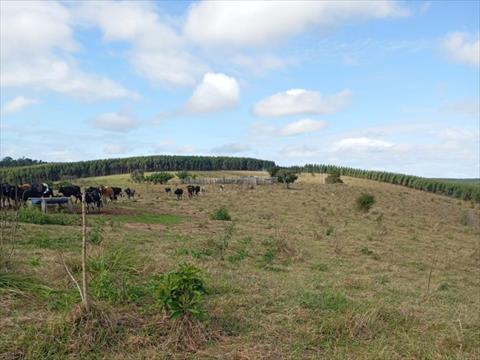 Fazenda para venda no Rural em Curiuva com 2.541.000m² por R$ 15.000.000,00