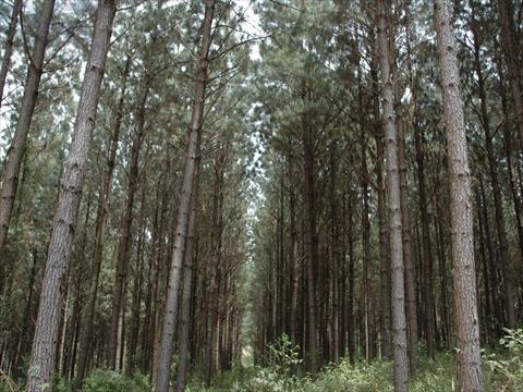 Fazenda para venda no Area Rural de Lages em Lages com 6.000.000m² por R$ 80.000.000,00