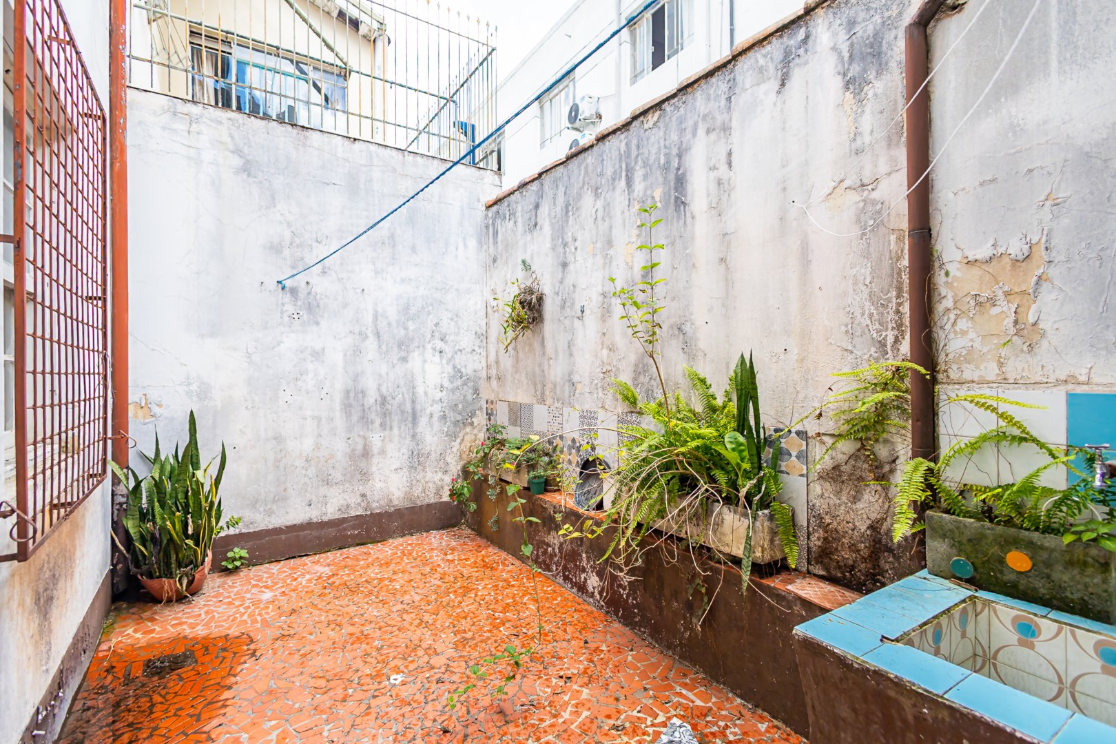 sheep - IMG_0482.jpg