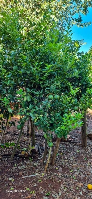 Fazenda à venda em Centro, São Pedro do Ivaí — Portal Chave Fácil