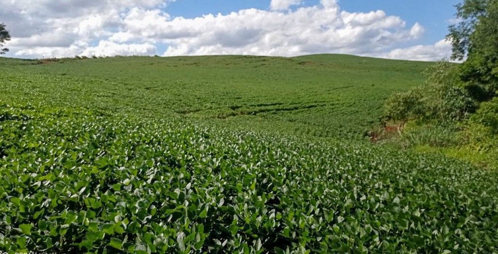Chácara-imóvel-rural para venda no bairro Rural de Nova Tebas - Foto 7