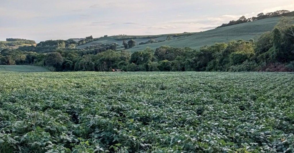 Chácara-imóvel-rural para venda no bairro Rural de Nova Tebas - Foto 8