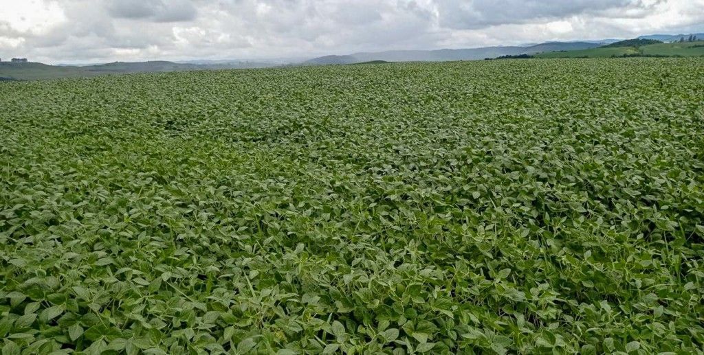 Chácara-imóvel-rural para venda no bairro Rural de Nova Tebas - Foto 9
