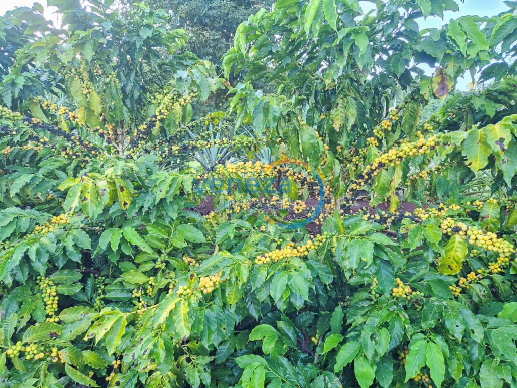 Fazenda à venda em Sao Luiz, Londrina — Portal Chave Fácil