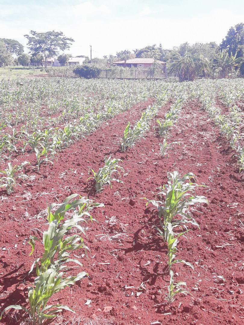 Fazenda à venda em Zona Rural, Sertanópolis — Portal Chave Fácil