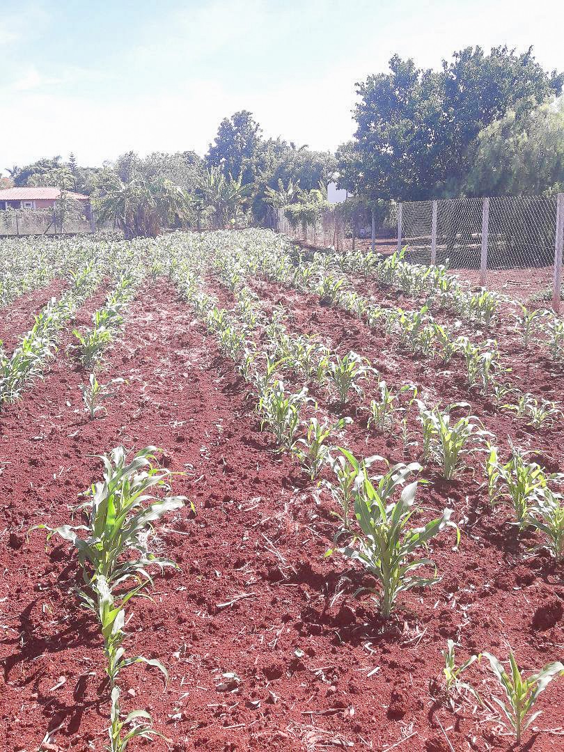 Fazenda à venda em Zona Rural, Sertanópolis — Portal Chave Fácil