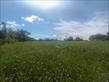 Chácara-imóvel-rural à venda no bairro Cambezinho de Londrina com 12100m<sup>2</sup> útil - Foto 7