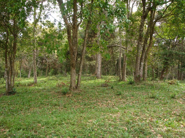 Chácara para venda no Formigueiro em Araucaria com 269.730m² por R$ 2.500.000,00